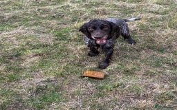 Cocker Spaniel dogs for sale: Cocker spaniel for sale  - Image 9