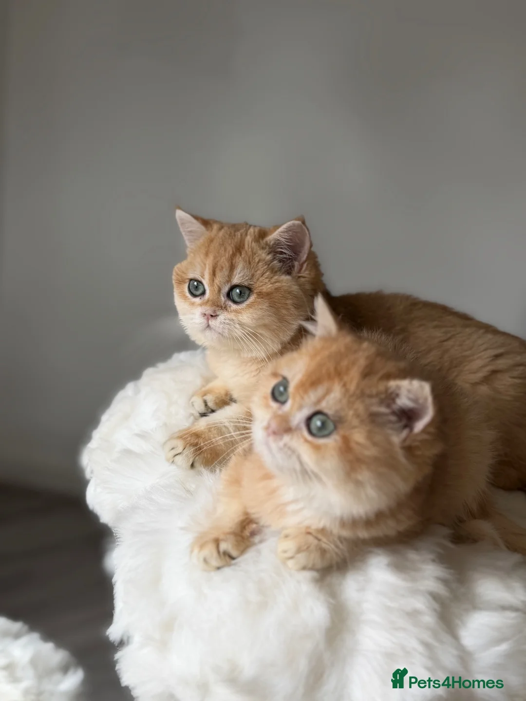 British Longhair cats for sale: British Shorthair or Longhair Godlen kittens  - Advert 36