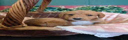 Australian Labradoodle dogs for sale: Stunning Red Australian Labradoodle puppies  - Advert 18