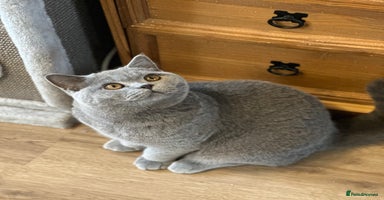 British Shorthair cats - Advert 14