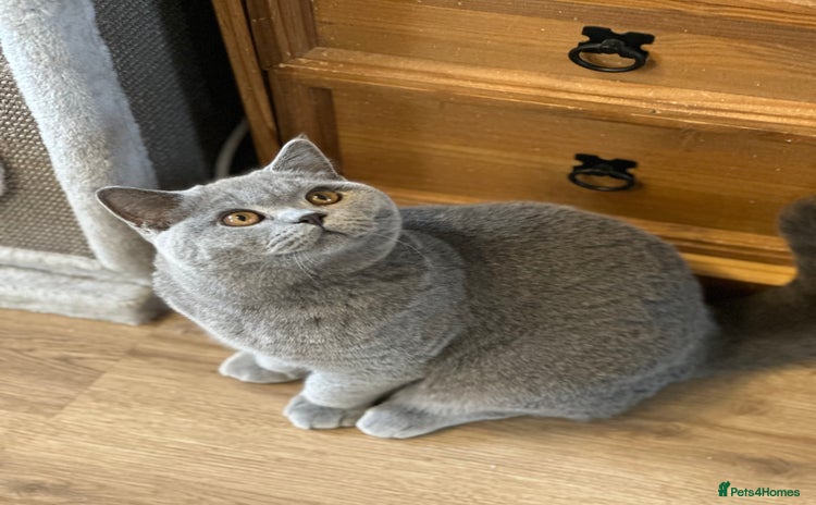 British Shorthair cats - Advert 6
