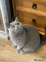 British Shorthair cats - Advert 14