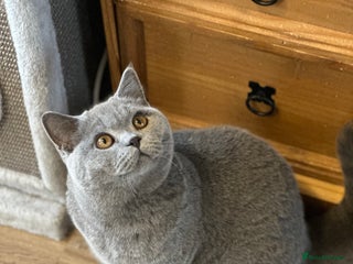 British Shorthair cats - Advert 15