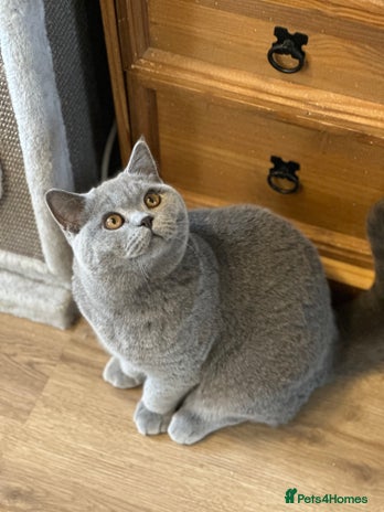 British Shorthair cats - Advert 8
