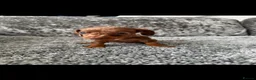 Dachshund dogs for sale: Miniature Dachshund - Advert 9