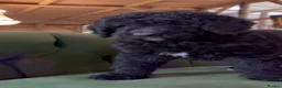 Bernedoodle dogs for sale: Ultra Bernedoodle 75% Bernese 25% Poodle - Advert 5