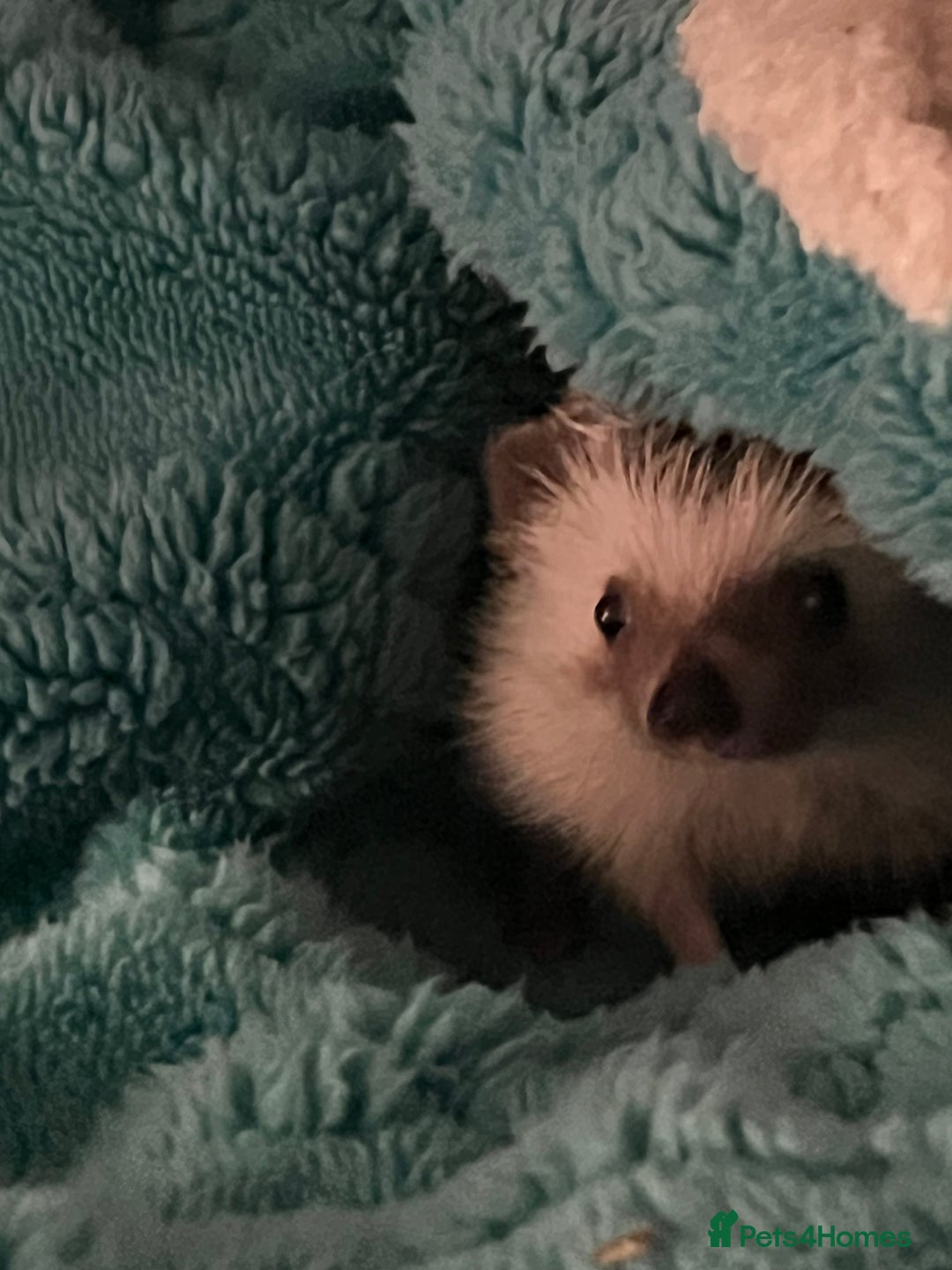 Mixed Breed reptiles for sale: African Pygmy Hedgehog  - Image 2
