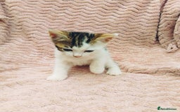 British Longhair cats for sale: 4 Beautiful Kittens - Image 1