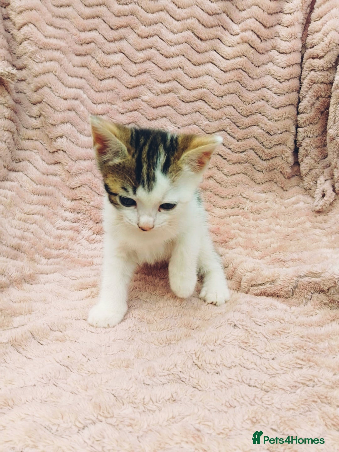 British Longhair cats for sale: 4 Beautiful Kittens - Image 1