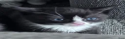 Domestic Shorthair cats for sale: 11 week old male kitten - Advert 20