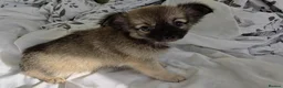 Chihuahua dogs for sale: Ready to leave Now long Coat Chihuahua male pup - Advert 11
