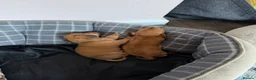 Miniature Dachshund dogs for sale: Beautiful Miniature Dachshund Puppies  in Southampton - Advert 8