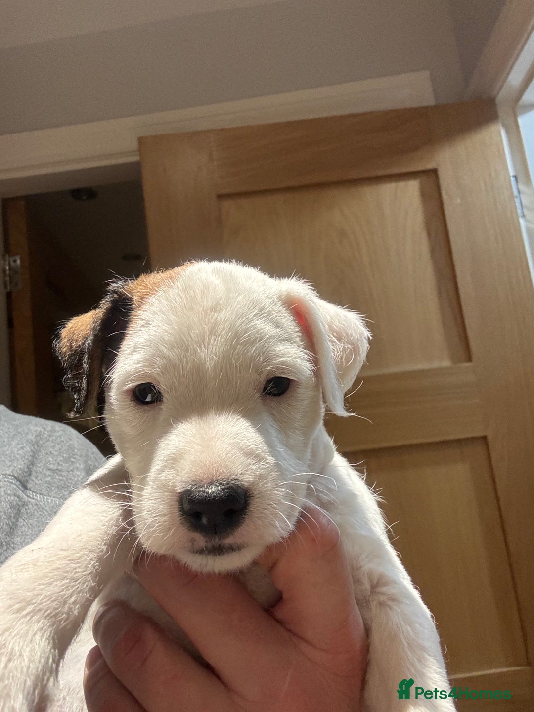 Mixed Breed dogs for sale: Lakeland/russell puppies - Advert 7