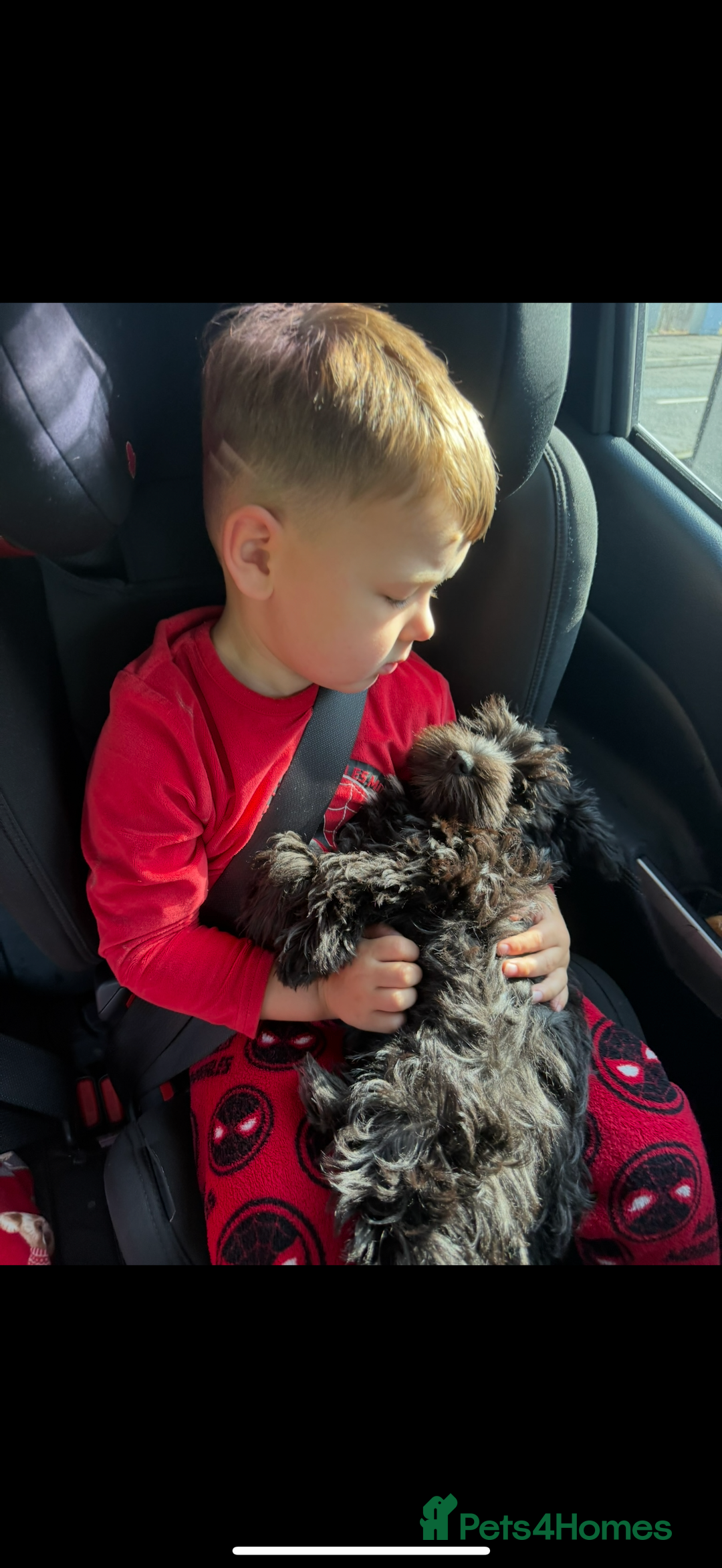 Miniature Schnauzer dogs for sale: Stunning Black Miniature Schnauzer  - Image 7