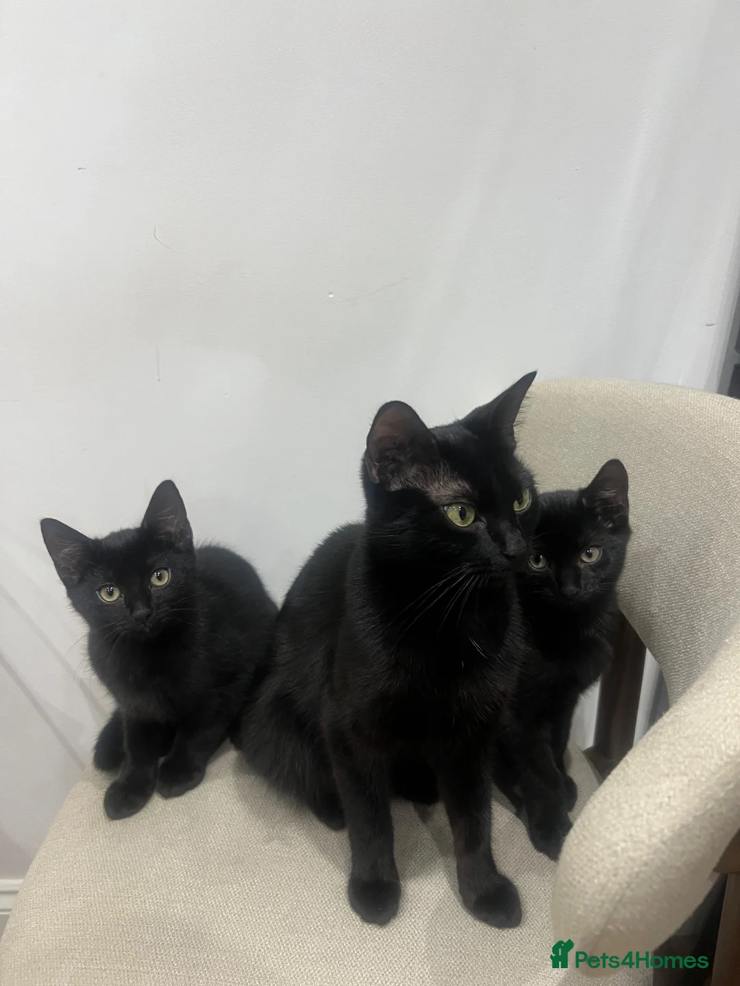 Mixed Breed cats for sale: Two black male kittens in Melton Mowbray - Advert 12