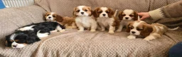 Cavalier King Charles Spaniel dogs for sale: Stunning cavalier king Charles spaniel puppy - Advert 9