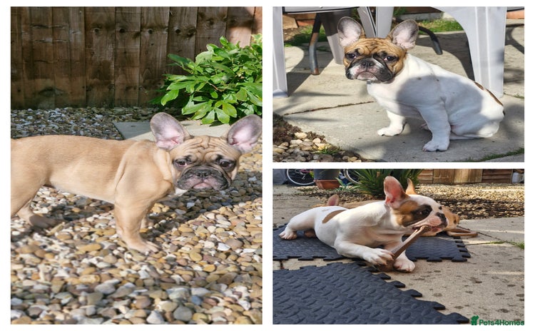 French Bulldog dogs - Advert 1