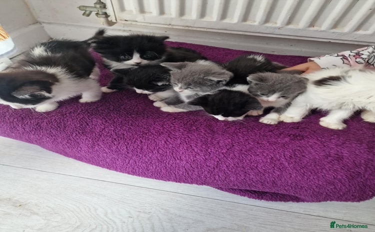 British Shorthair cats - Advert 15