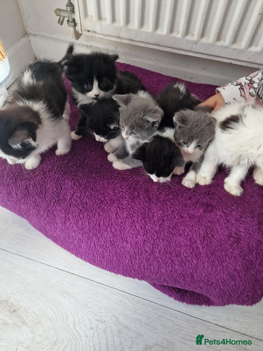 British Shorthair cats for sale: For sale - Image 1