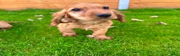 Cocker Spaniel dogs for sale: Golden Show CockerSpaniel Babies 🐾🐾🐾 - Advert 10
