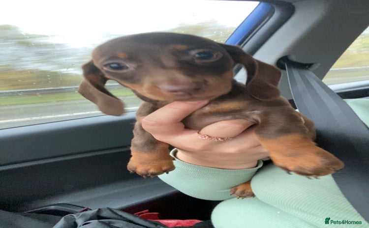 Dachshund dogs Miniature dachshund female - Advert 1