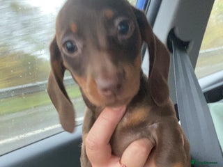 Dachshund dogs Miniature dachshund female - Advert 18
