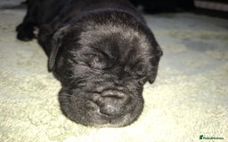Mixed Breed dogs for sale: Stunning cane corso cross pups - Image 6