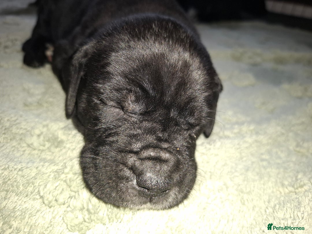 Mixed Breed dogs for sale: Stunning cane corso cross pups - Image 6