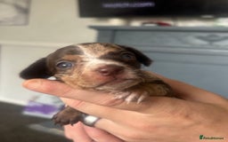 Mixed Breed dogs for sale: Girl chiweenie  - Image 7