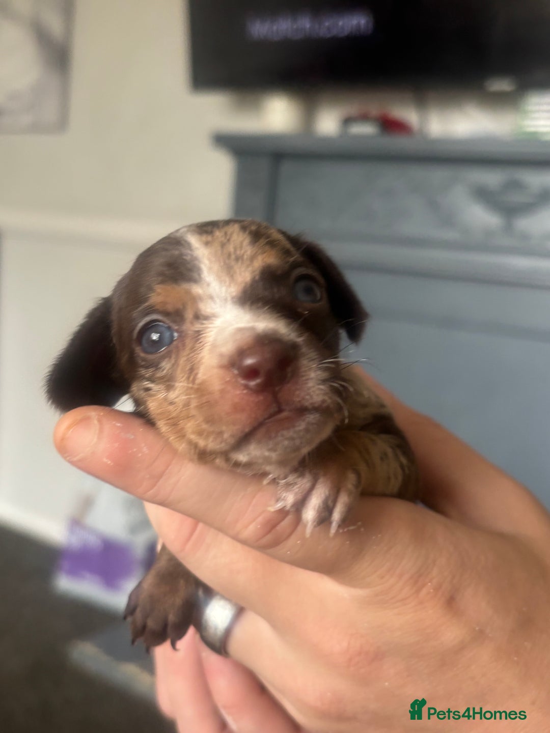 Mixed Breed dogs for sale: Girl chiweenie  - Image 7