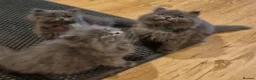 British Longhair cats for sale: Adorable British Blue longhair kittens - Advert 11