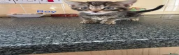 Mixed Breed cats for sale: Kittens looking for their forever homes - Advert 5