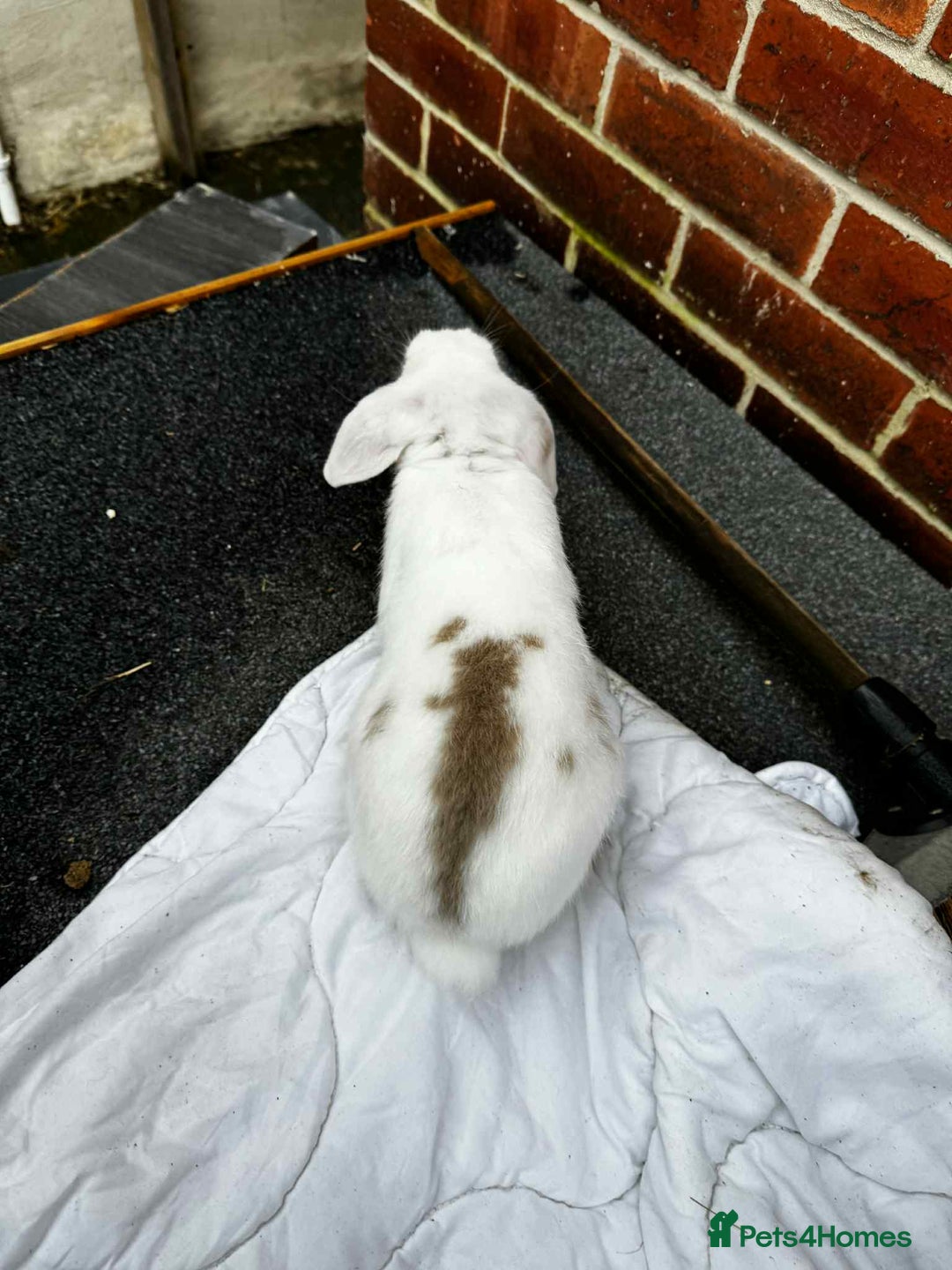 Mini Lop rabbits for sale: 2 female mini lops - Advert 4