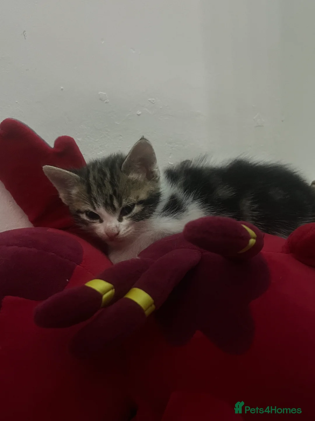 Mixed Breed cats for sale: CUTE KITTENS FOR SALE - Advert 19