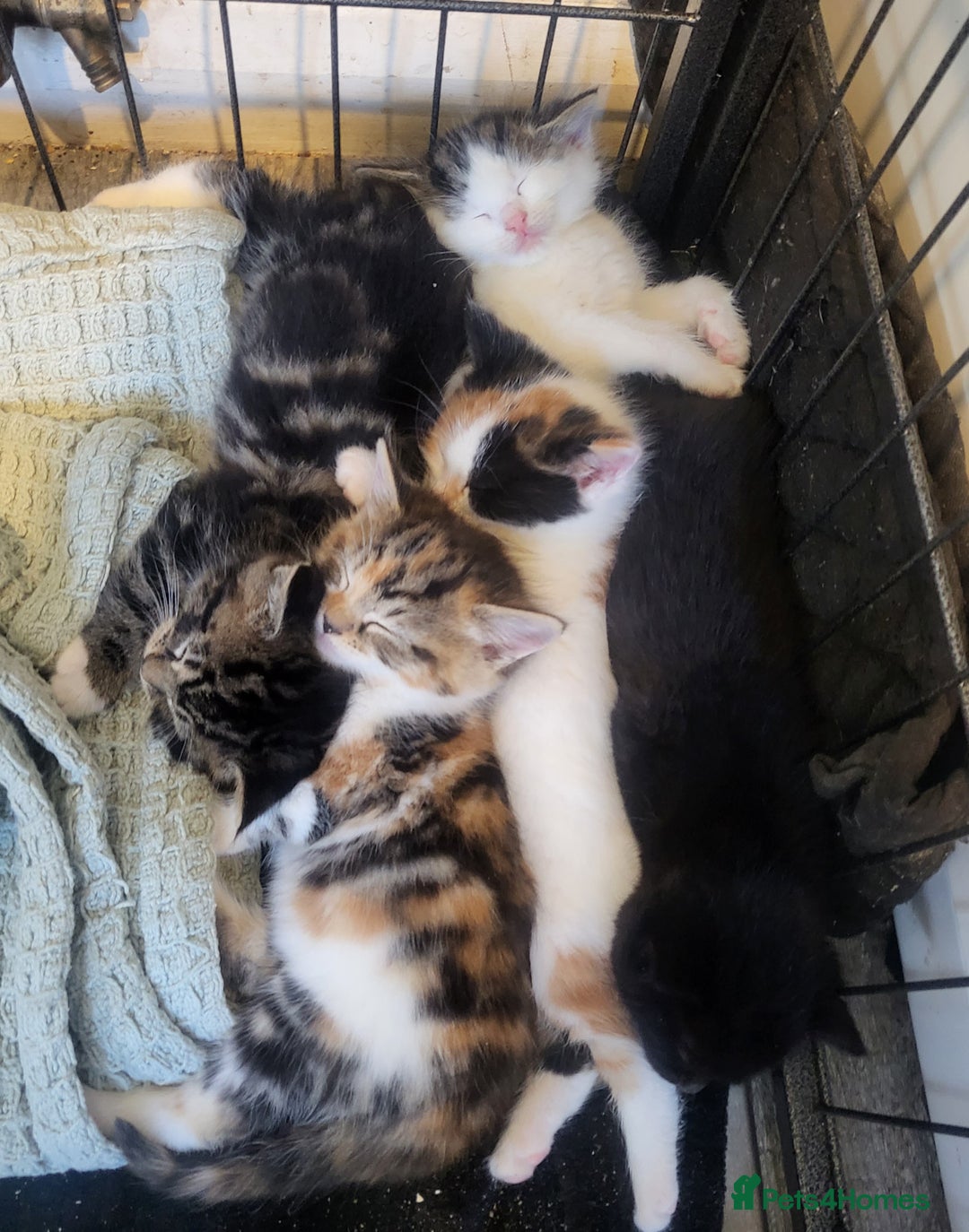 Mixed Breed cats for sale: 3 kittens available  - Image 6