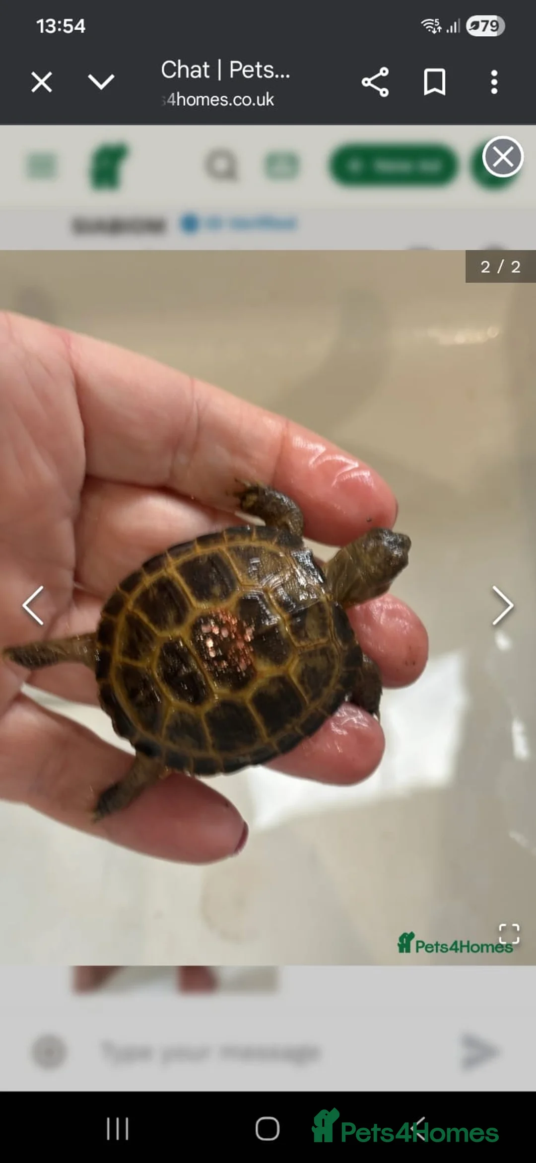 Tortoise reptiles for sale: Horesfield Tortoise and full setup 4 months maldon - Advert 3