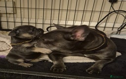 French Bulldog dogs for sale: Beautiful blue tan female french bulldog  - Image 1
