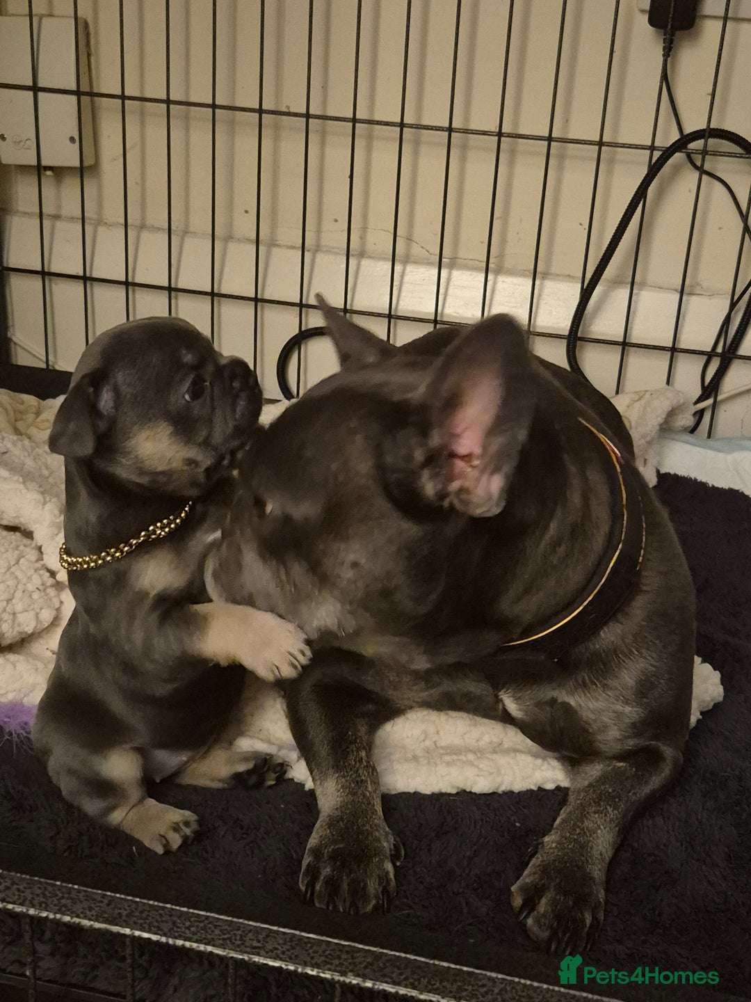 French Bulldog dogs for sale: Beautiful blue tan female french bulldog  - Image 1