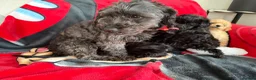 Poochon dogs for sale: Bichon x poodle  - Advert 1