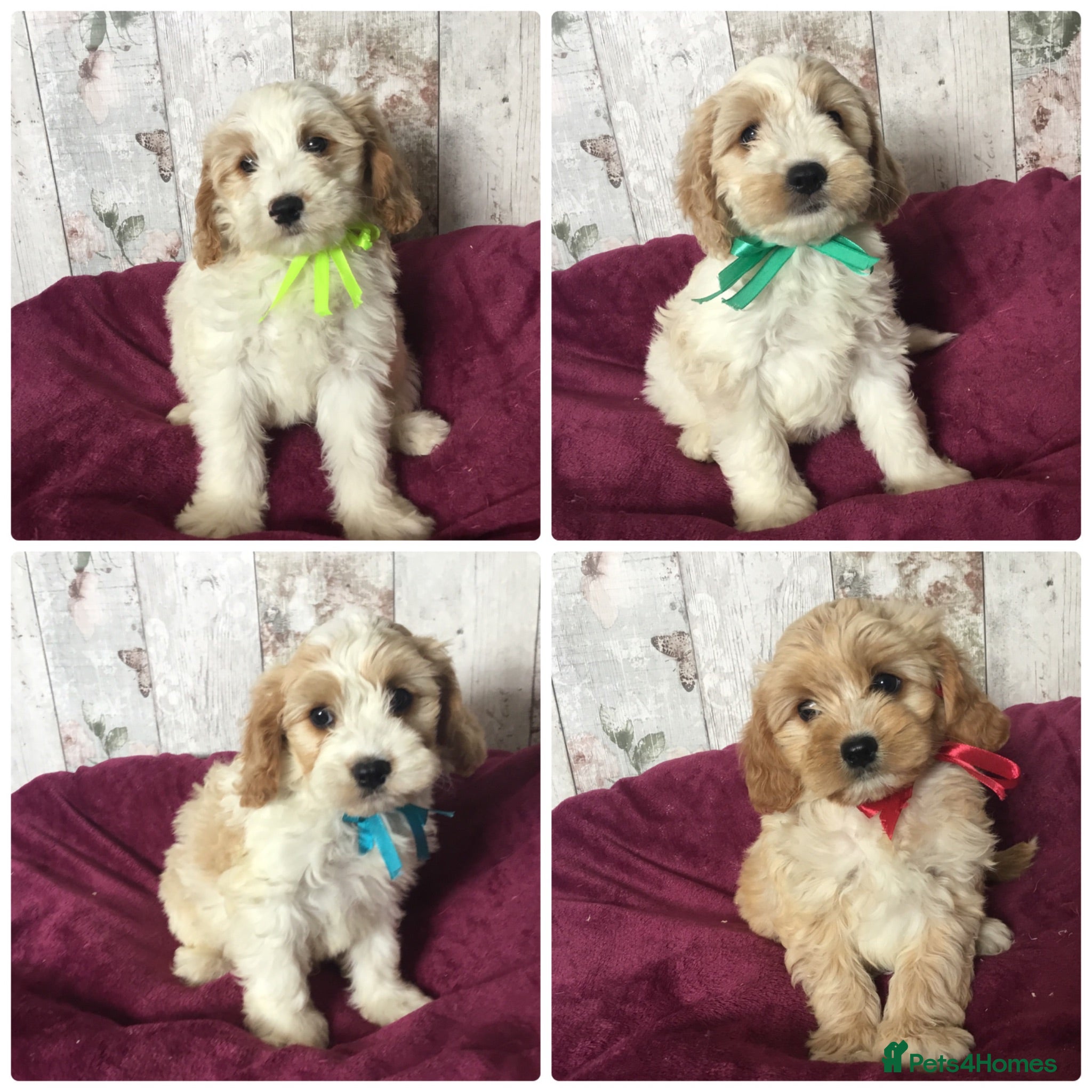Mixed Breed dogs Adorable Cockalierpoo pups ( so cute) - Advert 2
