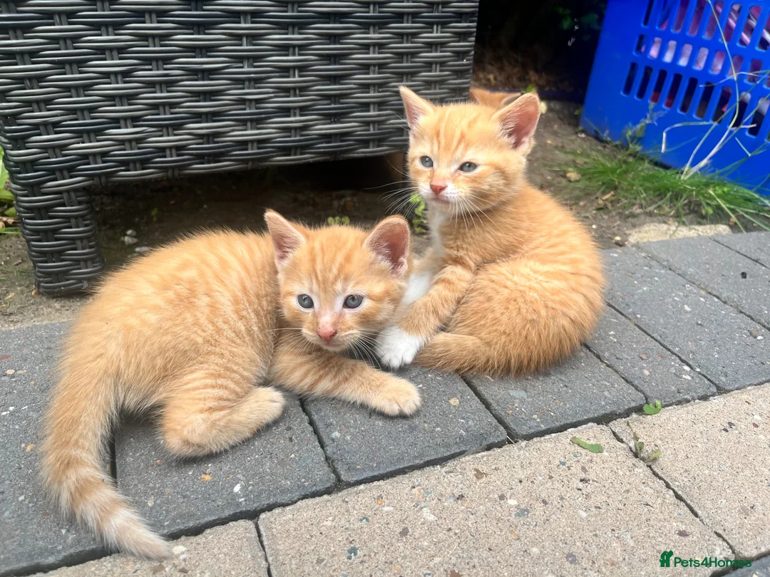 American Shorthair cats for sale: 4 kittens  in Rugby - Advert 4
