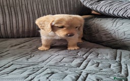 Labradoodle dogs for sale: ALL PUPS HAVE BEEN RESERVED  - Image 1