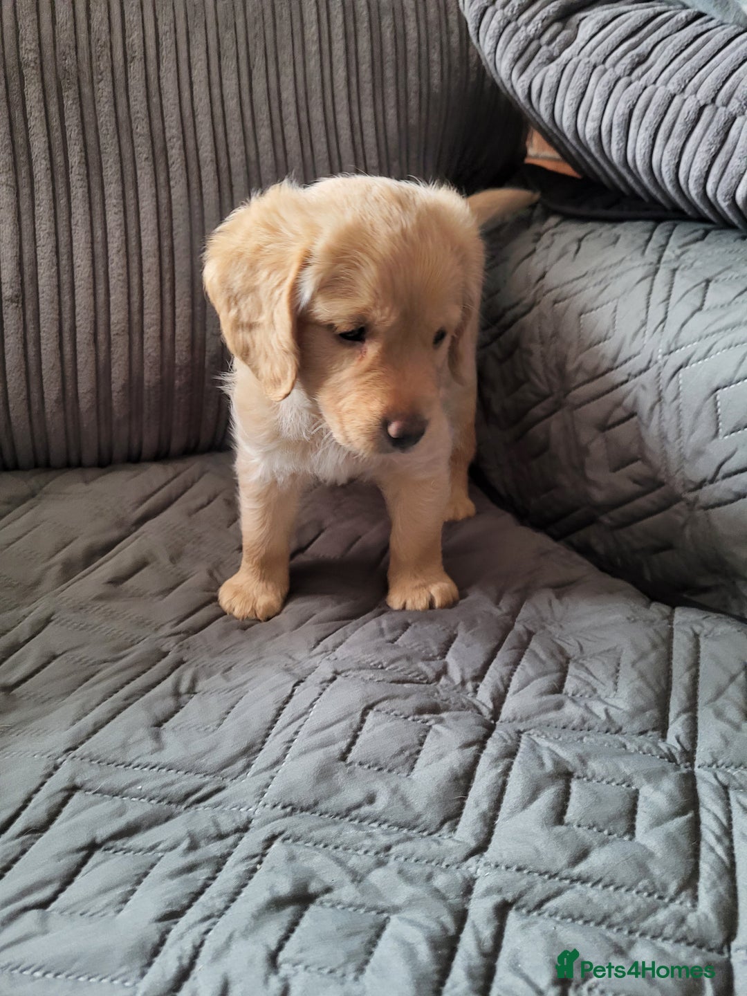 Labradoodle dogs for sale: ALL PUPS HAVE BEEN RESERVED  - Image 1