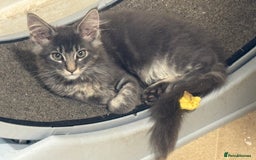 Maine Coon cats for sale: READY NOW BEAUTIFUL PEDIGREE MAINECOON KITTENS  - Image 11