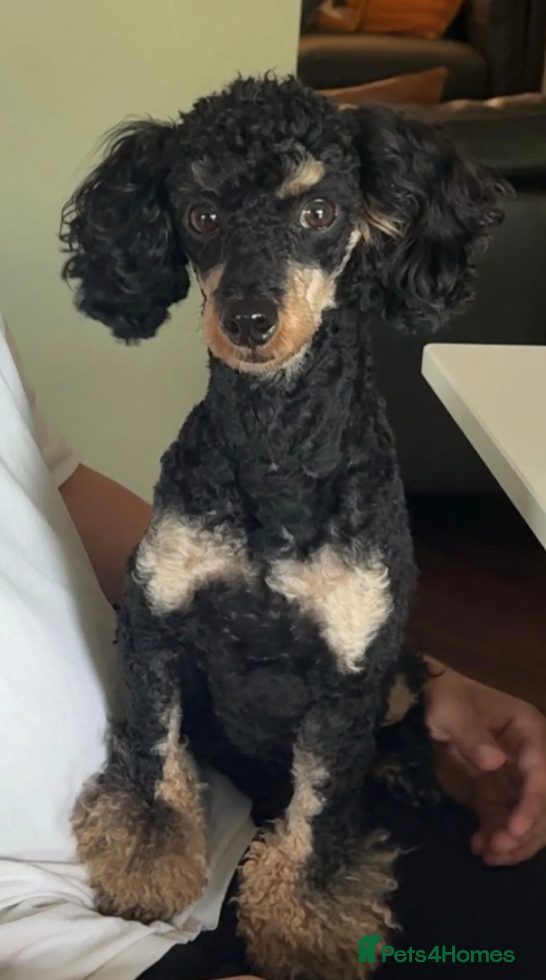 Cockapoo dogs for sale: Toy Cockapoos - Advert 2