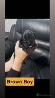 Cane Corso dogs 12 beautiful cane corso puppies 🐾 - Advert 6