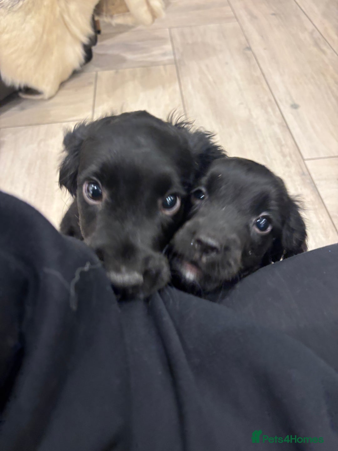 Cocker Spaniel dogs for sale: KC registered cocker spaniels - Image 12