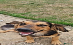 Mixed Breed dogs for sale: 10 month old  Frank, Our GSDxSpringer Spaniel - Image 4