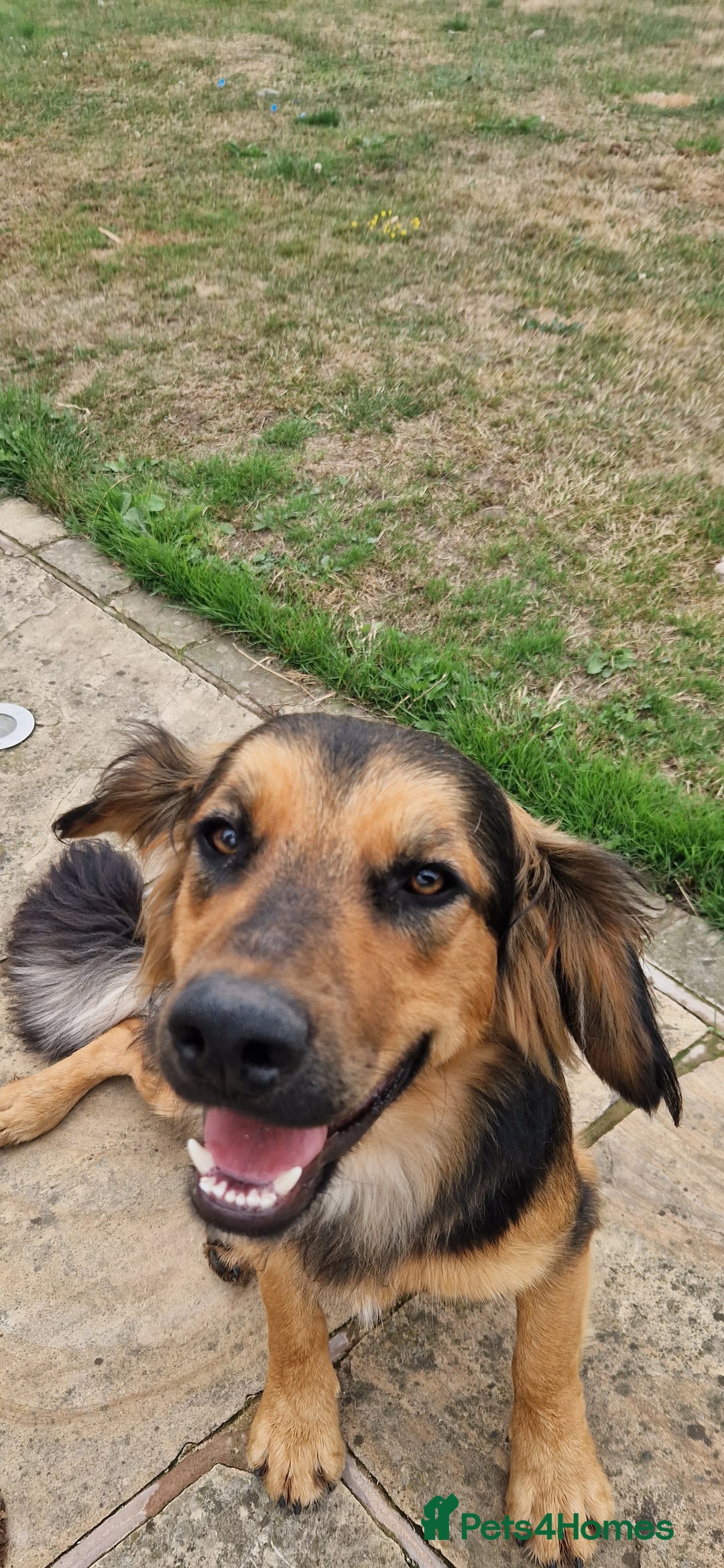 Mixed Breed dogs for sale: 10 month old  Frank, Our GSDxSpringer Spaniel - Image 4