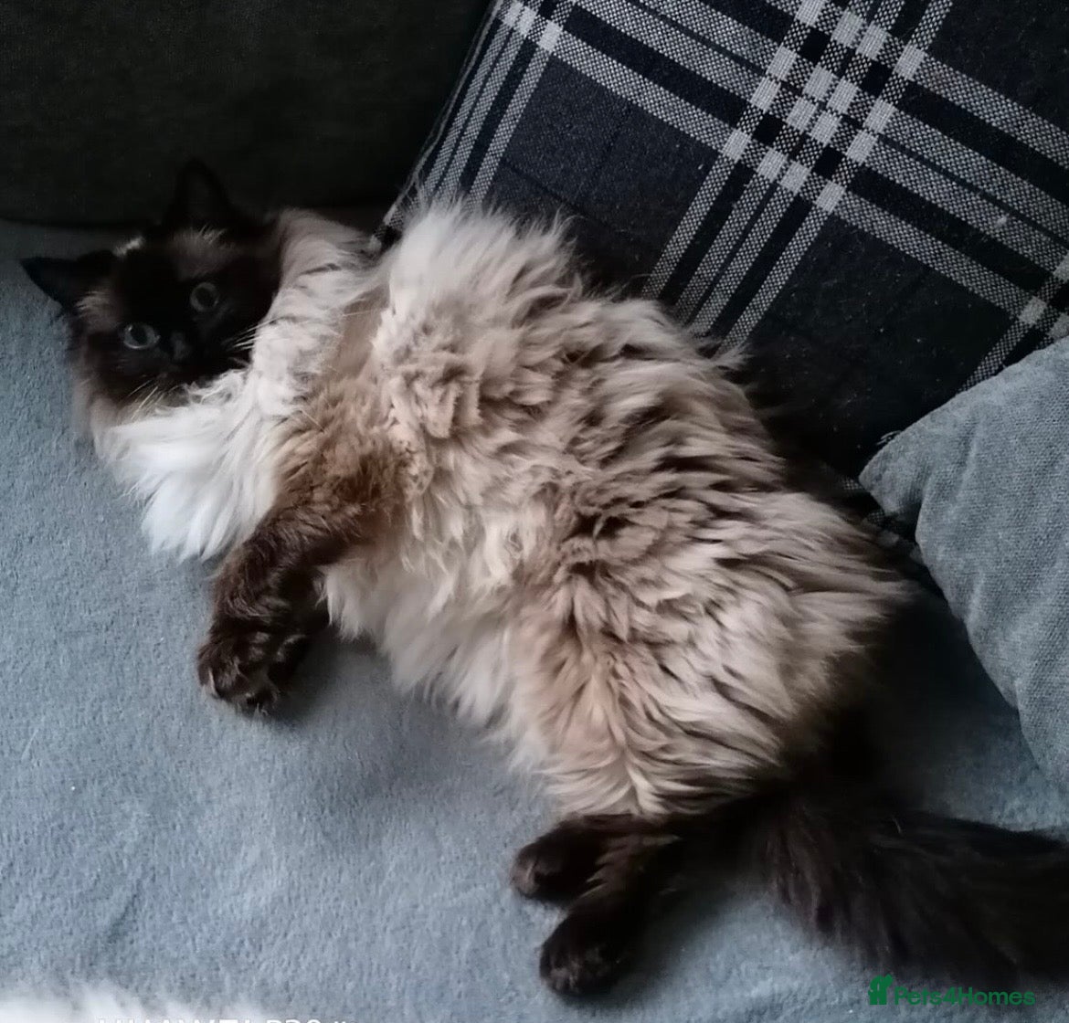 Ragdoll cats Two spayed ragdoll bonded sisters  - Advert 10